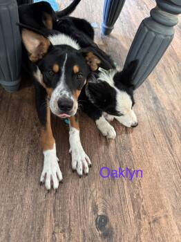 Oaklyn -  Rat Terrier and Border Collie Dog for Adoption in Welling, Oklahoma - Oaklyn | PetCurious