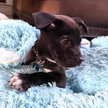 Wrigley -  Shepherd and Pit Bull Terrier Dog for Adoption in Lenexa, Kansas - Wrigley | PetCurious