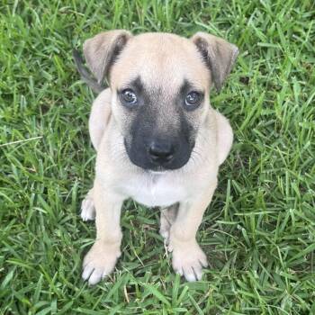 Black Mouth Cur Dogs Available for Adoption in Atlanta, Texas - Vito | PetCurious