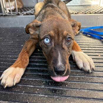 Rescue Husky and Shepherd Dogs for Adoption in Tulsa, Oklahoma - Beatrix | PetCurious