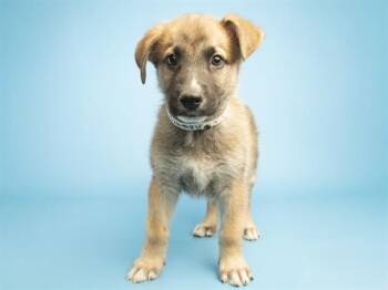 German Shepherd Dog Dogs Available for Adoption in Phoenix, Arizona - CADBURY | PetCurious