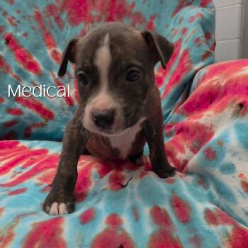 Medical -  Boxer and Mixed Breed Dog for Adoption in Parkersburg, West Virginia - Medical | PetCurious
