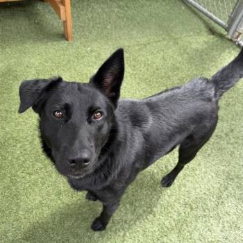 Labrador Retriever and Mixed Breed Dogs Available for Adoption in Long Beach, California - Milan | PetCurious