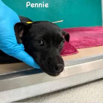 Pennie -  Chihuahua and Mixed Breed Dog for Adoption in Spring Hill, Kansas - Pennie | PetCurious