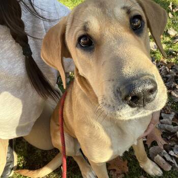 Rescue Mixed Breed Dogs for Adoption in Bowdoin, Maine - Anna | PetCurious