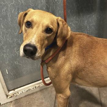 Mixed Breed Dogs Available for Adoption - Rigatoni | PetCurious