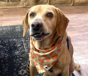 Trucker (44 lbs) -  Labrador Retriever Dog for Adoption in Mississauga, Ontario - Trucker (44 Lbs) | PetCurious
