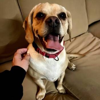 Rescue Mixed Breed Dogs for Adoption in East Montpelier, Vermont - Cranberry | PetCurious