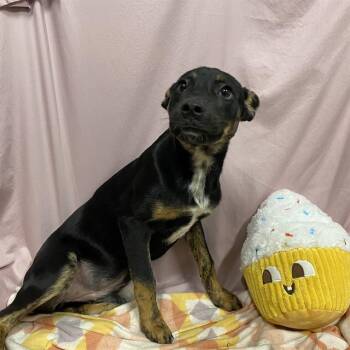 SMIDGE -  Australian Kelpie and Mixed Breed Dog for Adoption in Modesto, California - SMIDGE | PetCurious