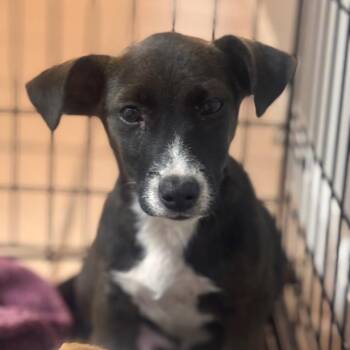Kai -  Hound and Mixed Breed Dog for Adoption in Starkville, Mississippi - Kai | PetCurious