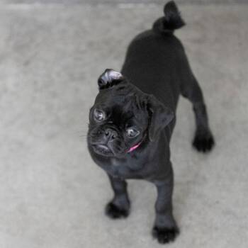 Jess (AG26-77) -  Pug and None Dog for Adoption in Peyton, Colorado - Jess (AG26-77) | PetCurious