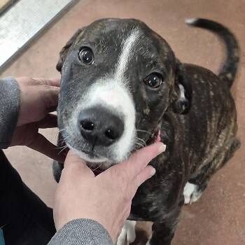 Labrador Retriever and Pit Bull Terrier Dogs Available for Adoption - Julie | PetCurious