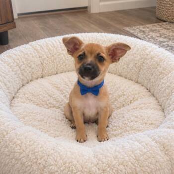 Yote -  Chihuahua Dog for Adoption in Crosby, Texas - Yote | PetCurious