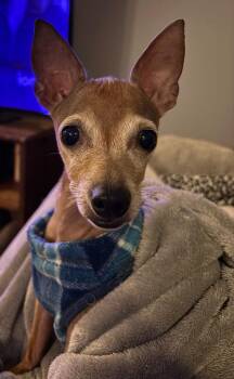 Rescue Miniature Pinscher Dogs for Adoption in East Lansing, Michigan - Petra | PetCurious