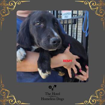 Labrador Retriever and Terrier Dogs Available for Adoption in Cumberland, Rhode Island - Remy | PetCurious