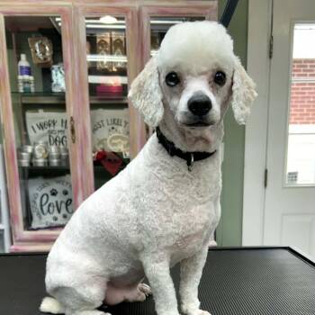 Polo -  Bichon Frise and Poodle Dog for Adoption in Erie, Pennsylvania - Polo | PetCurious