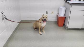 Rescue American Bulldog and Mixed Breed Dogs for Adoption in Omaha, Nebraska - LANA | PetCurious