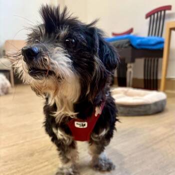 Dachshund Dogs Available for Adoption in San Francisco, California - Ribbon 14032 | PetCurious