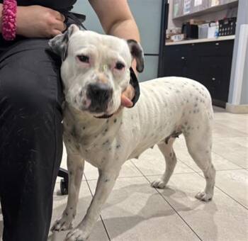 Pit Bull Terrier Dogs Available for Adoption in Rowlett, Texas - MAXEL | PetCurious