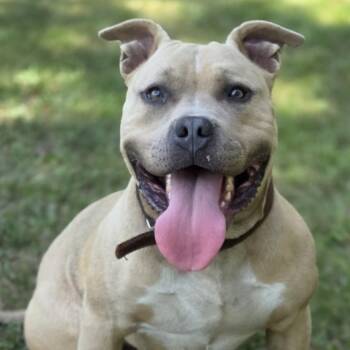 Bowser -  American Bully Dog for Adoption in Park Rapids, Minnesota - Bowser | PetCurious
