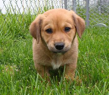 Russell -  Pembroke Welsh Corgi and Border Collie Dog for Adoption in Lisbon, Iowa - Russell | PetCurious