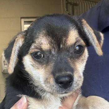 Tracy -  Mixed Breed Dog for Adoption in Jacksonville, Arkansas - Tracy | PetCurious