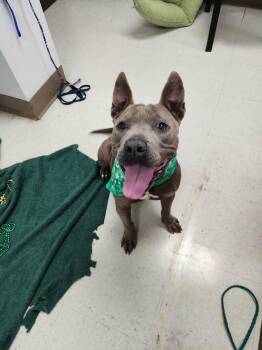 Pit Bull Terrier Dogs Available for Adoption - Freya **Courtesy Post. Out Of Town Pet. See Below For Details** | PetCurious