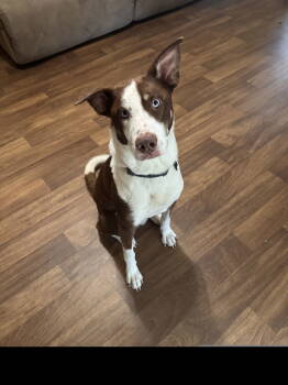 Rescue Husky Dogs for Adoption in Dallas, Texas - Theo II (New Digs) | PetCurious