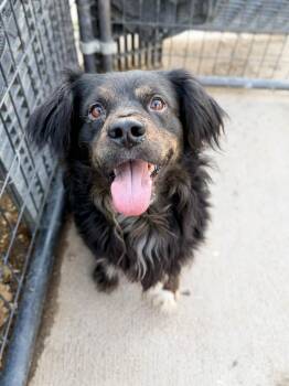 Spaniel and Mixed Breed Dogs Available for Adoption in Severance, Colorado - Diego | PetCurious