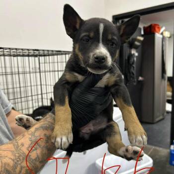 Husky and Australian Cattle Dog Blue Heeler Dogs Available for Adoption in Manhattan, Kansas - Luna | PetCurious