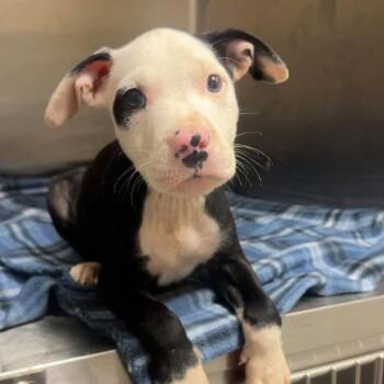 Meleys (p) -  Mixed Breed Dog for Adoption in New York, New York - Meleys (p) | PetCurious