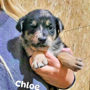 Chloe (20261018-07) -  Labrador Retriever Dog for Adoption in Niagara Falls, Ontario - Chloe (20261018-07) | PetCurious