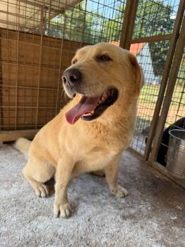 Medo -  Golden Retriever and Mixed Breed Dog for Adoption in Shrewsbury, Massachusetts - Medo | PetCurious