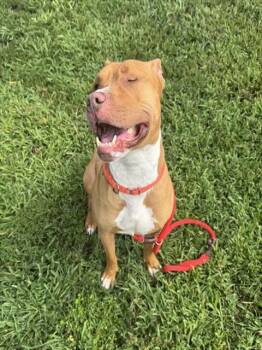 HOOCH -  Pit Bull Terrier Dog for Adoption in Springfield, Massachusetts - HOOCH | PetCurious