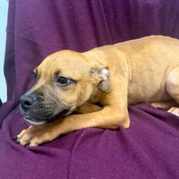 Rescue Black Mouth Cur Dogs for Adoption in Urbana, Illinois - Bear | PetCurious