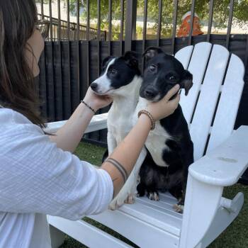 Jaxon -  Border Collie Dog Available for Adoption in Charlottesville, Virginia - Jaxon | PetCurious