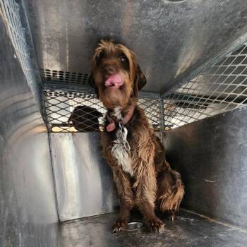 Poodle Dogs Available for Adoption in Birmingham, Alabama - Billy | PetCurious