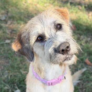 Riley2 -  Anatolian Shepherd and Terrier Dog for Adoption in Bloomfield, Connecticut - Riley2 | PetCurious