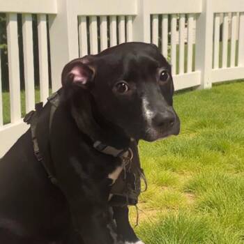 Rescue Terrier Dogs for Adoption in San Diego, California - Volley | PetCurious