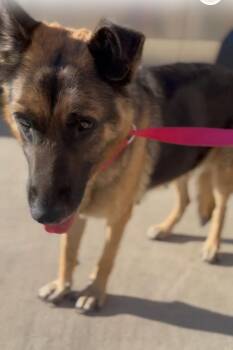 German Shepherd Dog Dogs Available for Adoption - Valkyrie | PetCurious