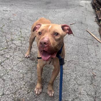 Akimbo -  Mixed Breed Dog for Adoption in Philadelphia, Pennsylvania - Akimbo | PetCurious