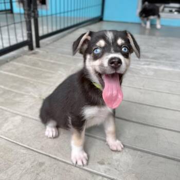 Ester -  Beagle and Mixed Breed Dog for Adoption in Bradenton, Florida - Ester | PetCurious