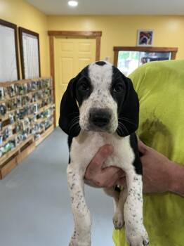 Dot -  Coonhound Dog for Adoption in Lawrenceburg, Tennessee - Dot | PetCurious
