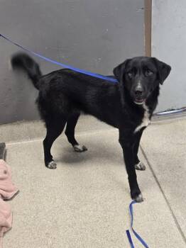 MANNY -  Great Pyrenees and Labrador Retriever Dog for Adoption in Tallahassee, Florida - MANNY | PetCurious