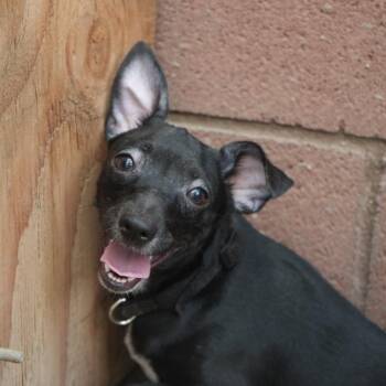 Tinky-Winky -  Terrier and Mixed Breed Dog for Adoption in Coachella, California - Tinky-Winky | PetCurious