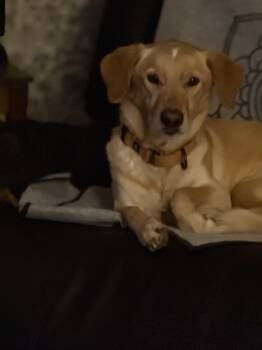 Rescue Basset Hound and Yellow Labrador Retriever Dogs for Adoption in Pleasant Valley, New York - Alice | PetCurious