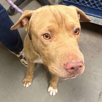 Pit Bull Terrier Dogs Available for Adoption - Danny Trejo | PetCurious