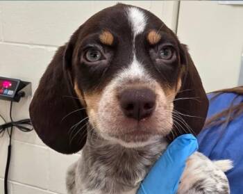Orion -  Mixed Breed Dog for Adoption in Watertown, Wisconsin - Orion | PetCurious