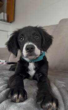 LuLu -  Retriever and Dachshund Dog for Adoption in Norfolk, Massachusetts - LuLu | PetCurious