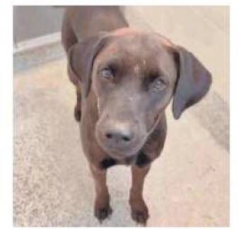 Sierra -  Labrador Retriever Dog for Adoption in Aurora, Colorado - Sierra | PetCurious